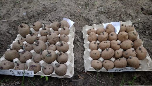 Unearth the Perfect Potato Partners: Discover the Ultimate Companion Plants