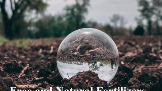 Growing Green: The Power of Organic Fertilizer