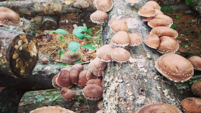 The Fungal Frontier: Uncover the Secrets of Mushroom Growing!