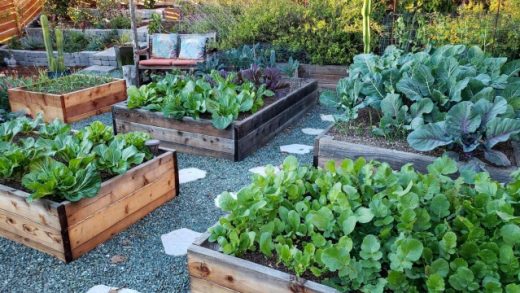 Blooming Paradise: Innovative Garden Bed Ideas You Need to Try