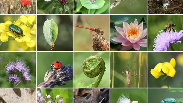 Harmony in Diversity: Exploring the Interconnected World of Ecology and Biodiversity