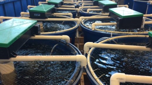 Revolutionizing the Waves: The Future of Aquaculture Technology