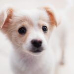 Characteristics and Temperament of Boston Goldendoodles