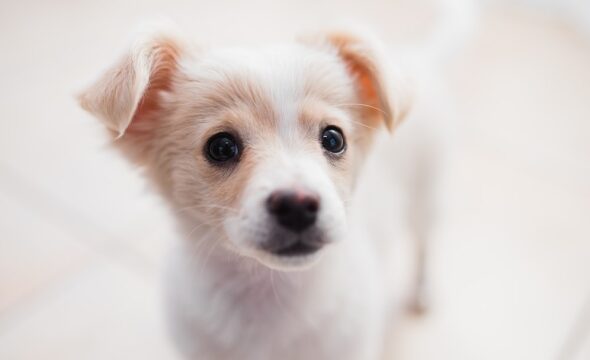 Characteristics and Temperament of Boston Goldendoodles
