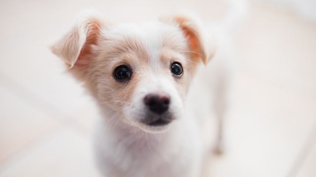 Characteristics and Temperament of Boston Goldendoodles